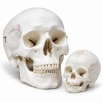 Skulls and Infant Skulls